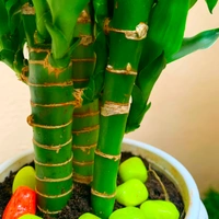 Lucky Bamboo ( Ceramic Pot )  - 14 - 18 inch , white ceramic pot