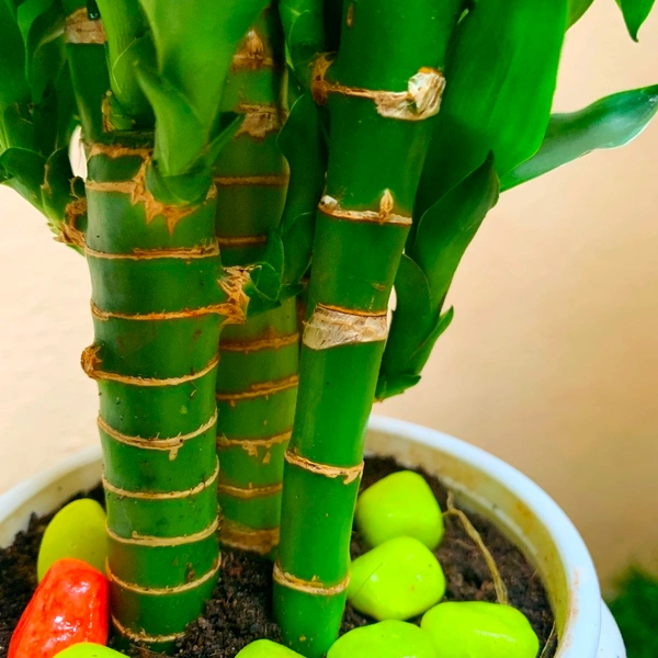 Lucky Bamboo ( Ceramic Pot )  - 14 - 18 inch , white ceramic pot