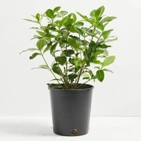 Cape Jasmine  - brown standard pot , 0.5 - 1 feet