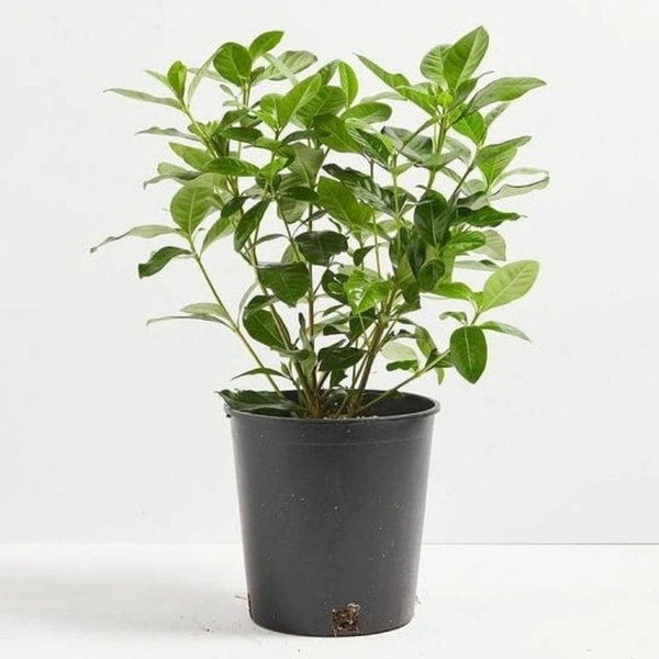 Cape Jasmine  - brown standard pot , 0.5 - 1 feet