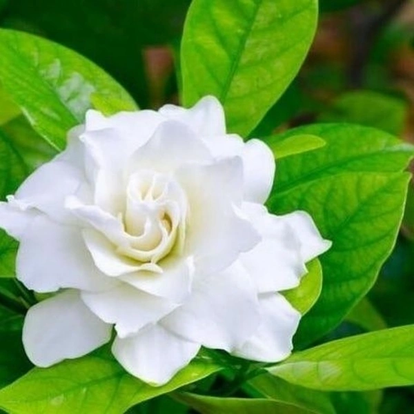 Cape Jasmine  - brown standard pot , 0.5 - 1 feet