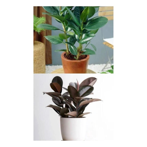 Rubber Plant ( Combo Of Green And Dark ) - white standard pot , 0.5 - 1 feet