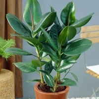 Rubber Plant ( Combo Of Green And Dark ) - white standard pot , 0.5 - 1 feet