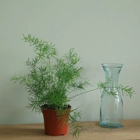 Asparagus Sprengeri - brown standard pot