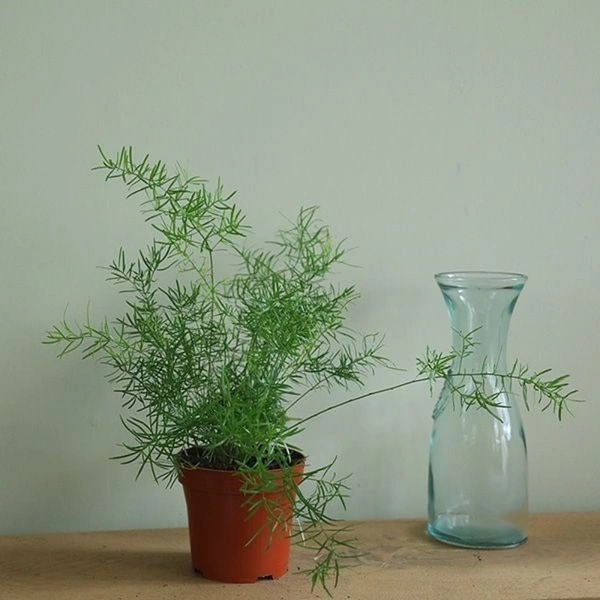 Asparagus Sprengeri - brown standard pot