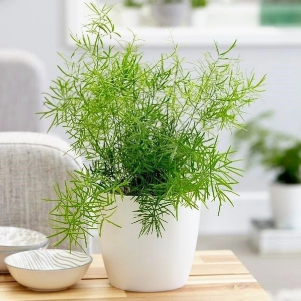 Asparagus Sprengeri - brown standard pot
