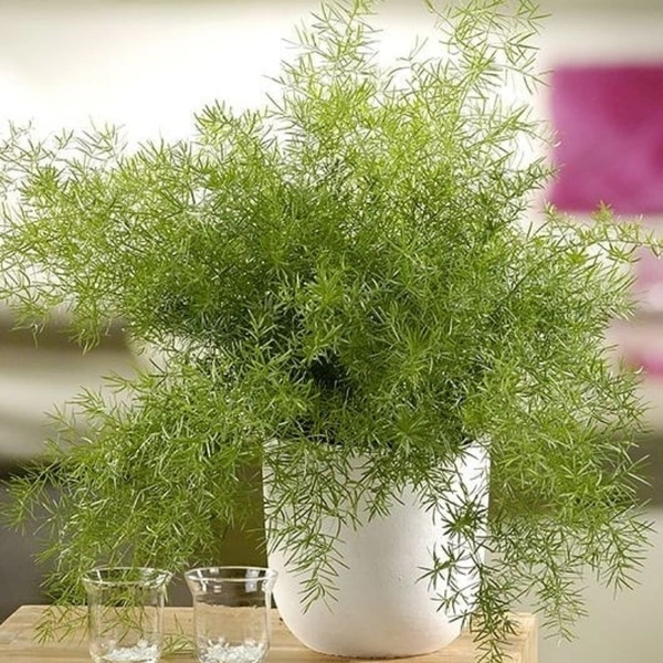 Asparagus Sprengeri - brown standard pot