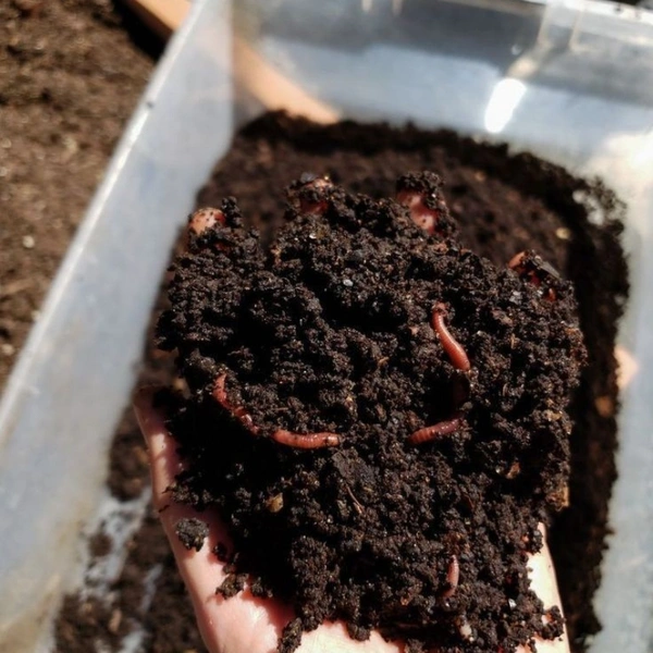 Vermicompost ( 1 Kg ) 
