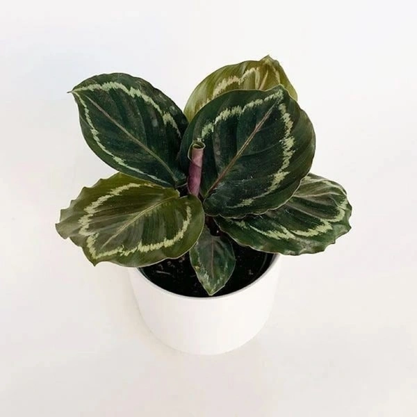 Calathea veitchiana Medallion - white standard pot , 0.5 - 1 feet