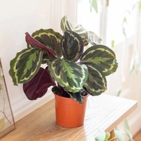 Calathea veitchiana Medallion - white standard pot , 0.5 - 1 feet