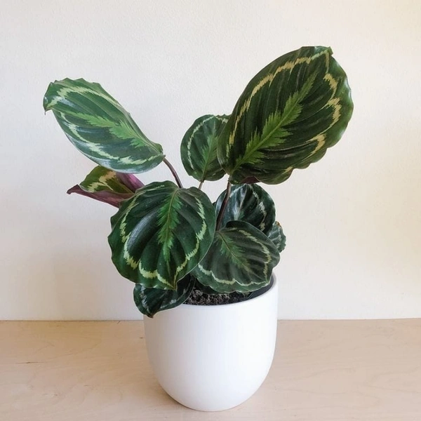 Calathea veitchiana Medallion - white standard pot , 0.5 - 1 feet