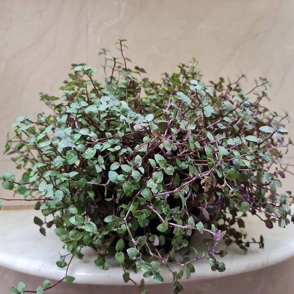 Turtle Vine  - brown hanging pot