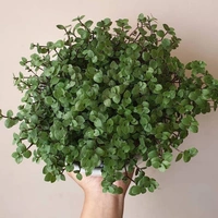 Turtle Vine  - brown hanging pot