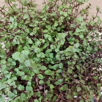Turtle Vine  - brown hanging pot