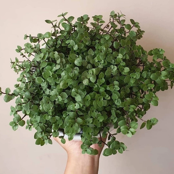 Turtle Vine  - black hanging pot , 15 - 20 inch