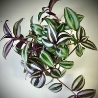 Wandering Jaw - brown standard pot