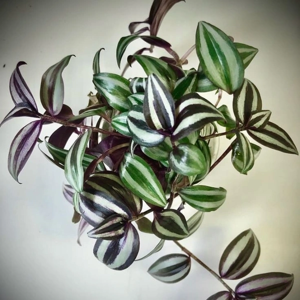 Wandering Jaw - brown standard pot