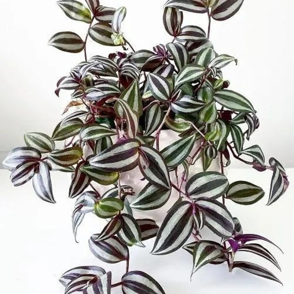 Wandering Jaw - brown standard pot