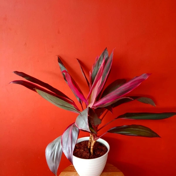 Dracena Pink ( Mahatma ) - brown standard pot