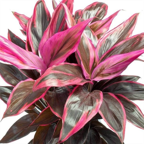 Dracena Pink ( Mahatma ) - brown standard pot