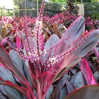 Dracena Pink ( Mahatma ) - brown standard pot