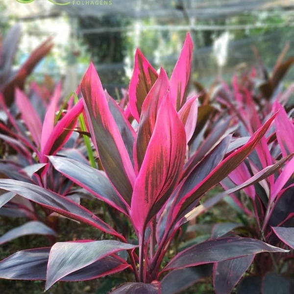 Dracena Pink ( Mahatma ) - brown standard pot
