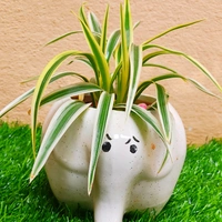 Elephant Pair ( Set Of Dwarf Snake Plant And Spider Plant ) - 