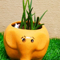 Elephant Pair ( Set Of Dwarf Snake Plant And Spider Plant ) - 