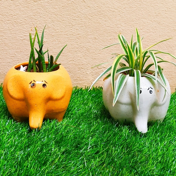 Elephant Pair ( Set Of Dwarf Snake Plant And Spider Plant ) - 