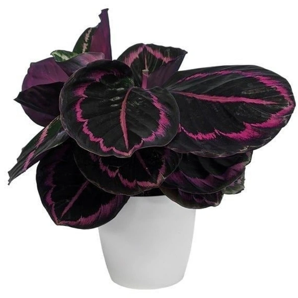 Calathea Roseopicta  - brown standard pot