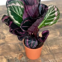 Calathea Roseopicta  - brown standard pot