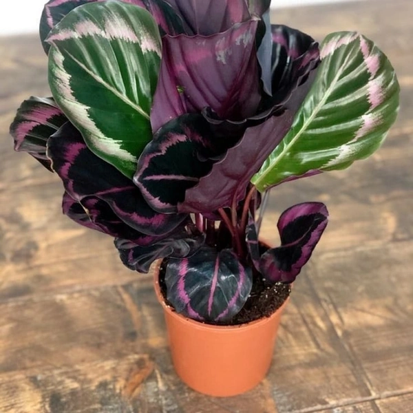 Calathea Roseopicta  - brown standard pot
