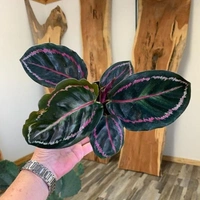 Calathea Roseopicta  - brown standard pot