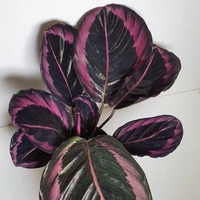 Calathea Roseopicta  - brown standard pot