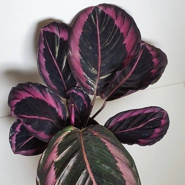 Calathea Roseopicta  - brown standard pot