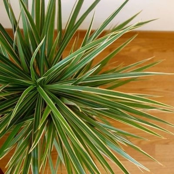 Dracena Marginata - brown standard pot