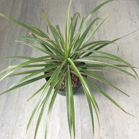 Dracena ( Combo Of Pink And Green )  - white standard pot , 0.5 -1 feet