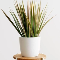 Dracena ( Combo Of Pink And Green )  - white standard pot , 0.5 -1 feet
