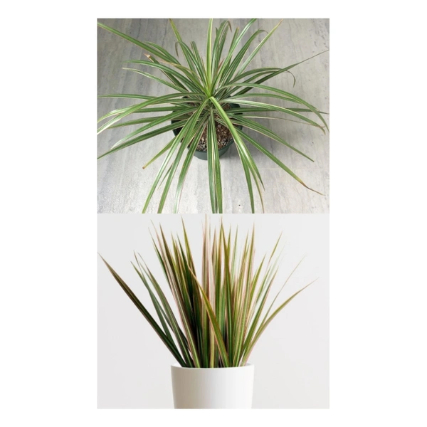 Dracena ( Combo Of Pink And Green )  - brown standard pot