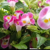 Wish Bone Flower Plant ( Pink ) - brown standard pot