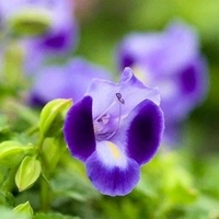 Wish Bone Flower Plant ( Purple )  - white standard pot , 15 - 20 inch