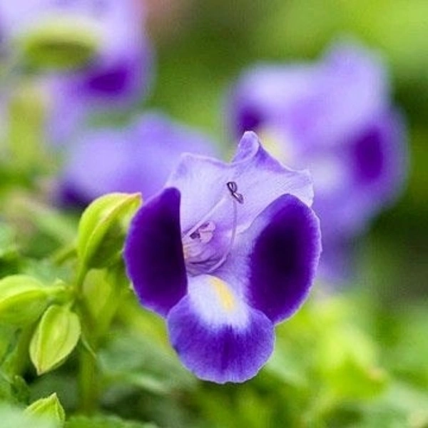 Wish Bone Flower Plant ( Purple )  - white standard pot , 15 - 20 inch