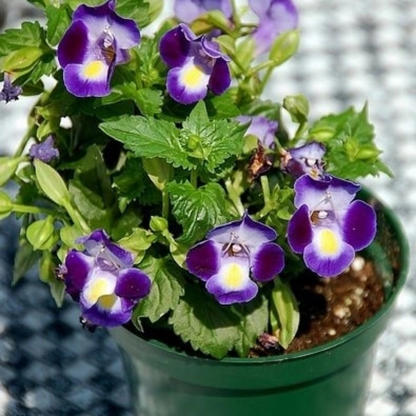 Wish Bone Flower Plant ( Purple )  - white standard pot , 15 - 20 inch