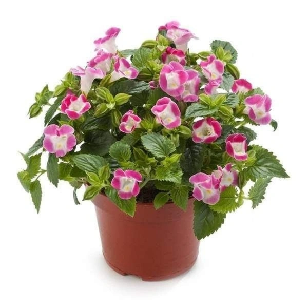 Wishbone ( Combo Of Purple And Pink Flower Plant )  - white standard pot 