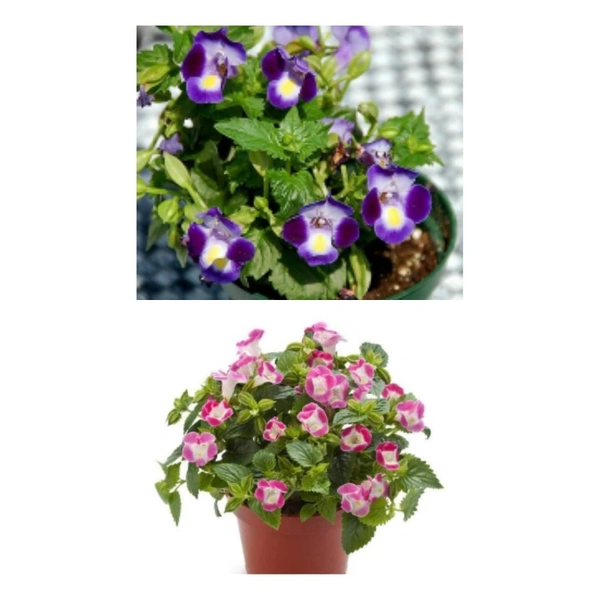 Wishbone ( Combo Of Purple And Pink Flower Plant )  - white standard pot 