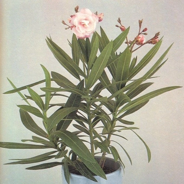 Oleander Pink - brown standard pot