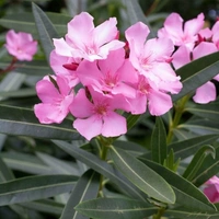Oleander Pink - brown standard pot
