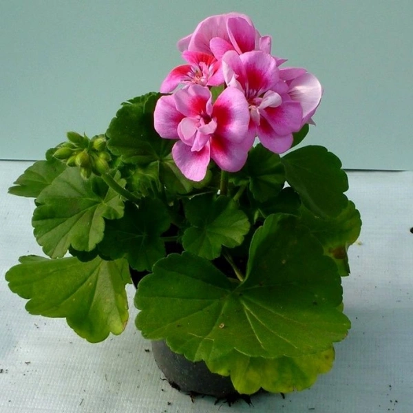 Ivy Geranium ( Pink )  - white standard pot , 12 - 15 inch