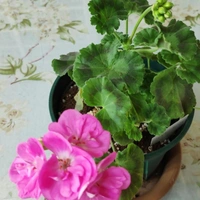 Ivy Geranium ( Pink )  - white standard pot , 12 - 15 inch