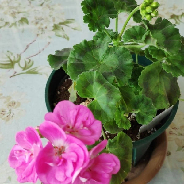 Ivy Geranium ( Pink )  - white standard pot , 12 - 15 inch